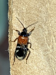 Prostemmatinae