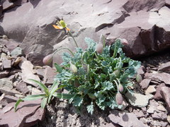 Papaver pygmaeum