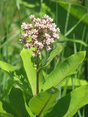 Asclepias syriaca