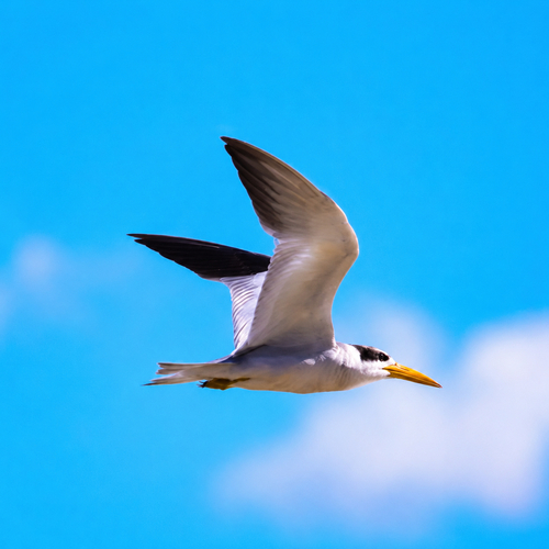 Large-billed Tern