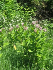 Asclepias syriaca
