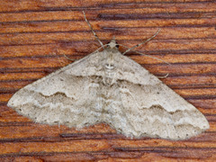 Syneora fractata