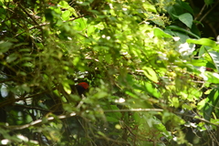 Ceratopipra mentalis