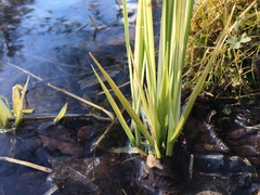 Phalaris arundinacea picta