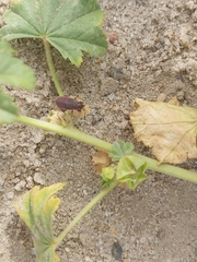 Scantius forsteri