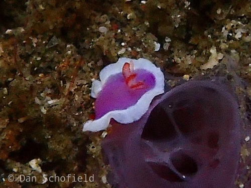 ラベンダーウミウシ
