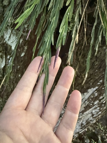Isochilus linearis, photograph 1