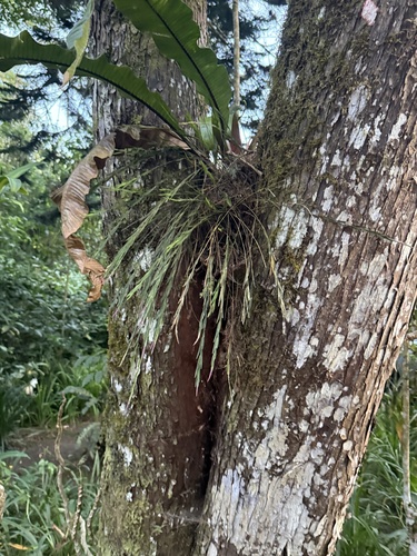 Isochilus linearis, photograph 2
