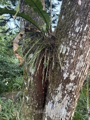Isochilus linearis, photograph (c) ashleyrsteel, some rights reserved (CC BY)