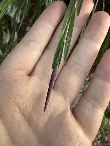 Isochilus linearis, photograph 3