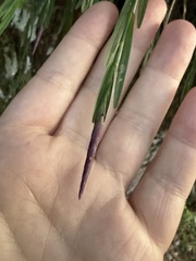 Isochilus linearis, photograph (c) ashleyrsteel, some rights reserved (CC BY)