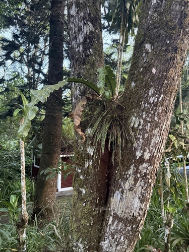 Isochilus linearis, photograph 4