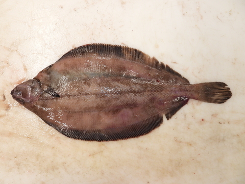 Cynoglossus observed 2026-05-22