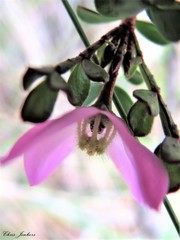 Boronia microphylla