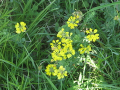 Coronilla coronata