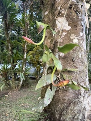 Epiphyllum thomasianum, photograph (c) ashleyrsteel, some rights reserved (CC BY)