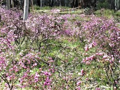 Boronia microphylla