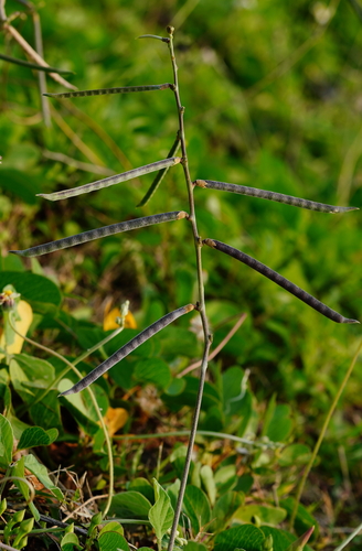 Purple Bush-Bean