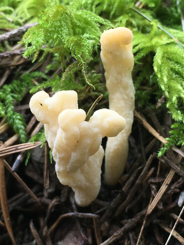 wrinkled club fungus