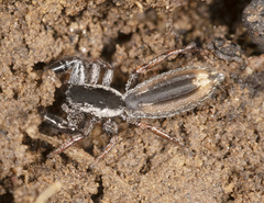 Holoplatys strzeleckii