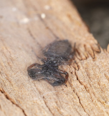 Holoplatys strzeleckii