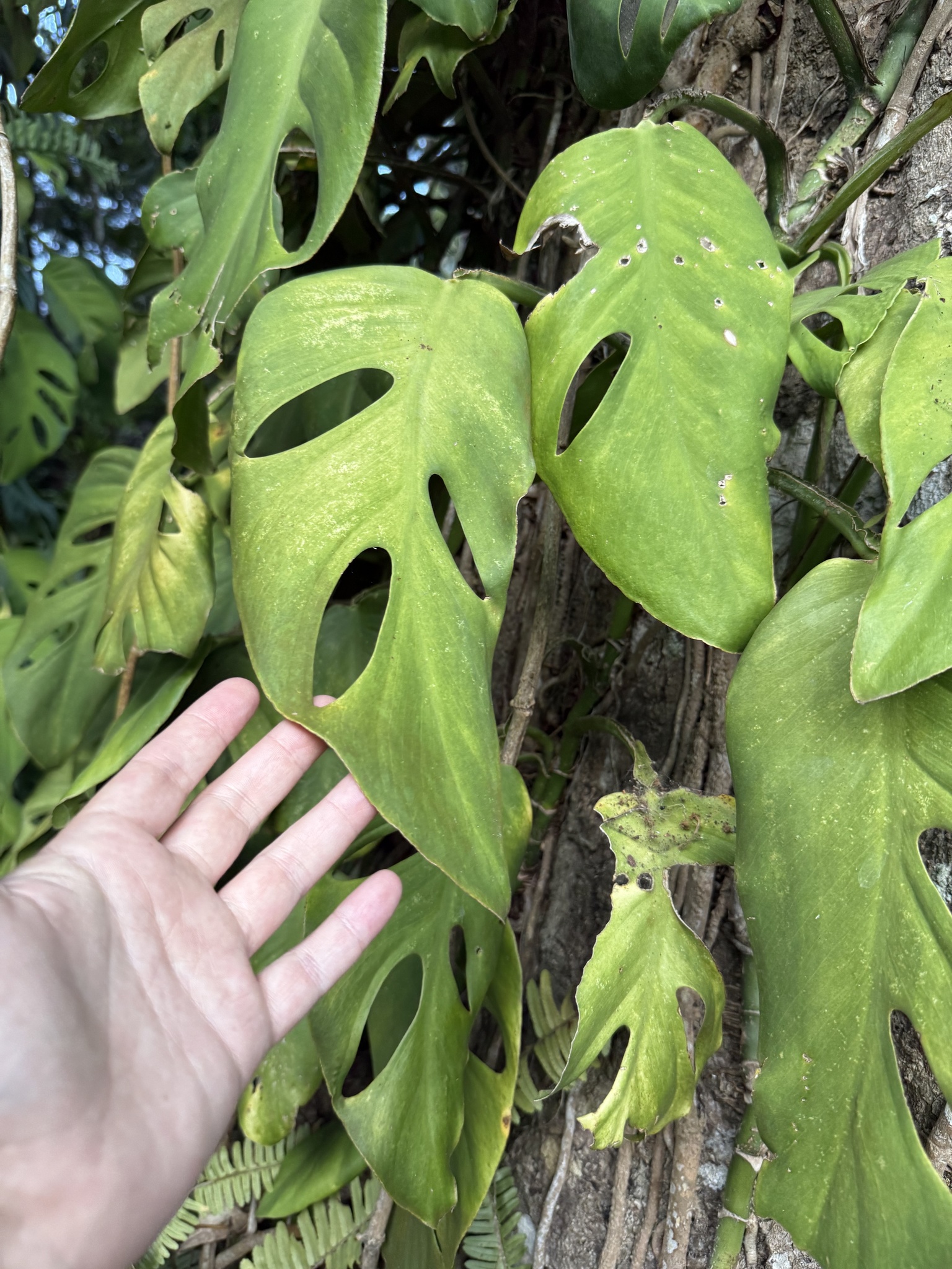 Imagem de Monstera acuminata