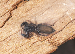 Holoplatys strzeleckii