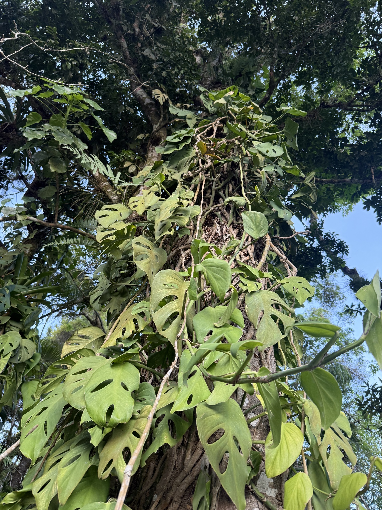 Imagem de Monstera acuminata