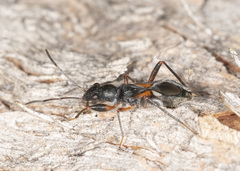 Daerlac cephalotes