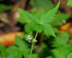 Hydrocotyle geraniifolia