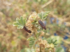 Scantius forsteri