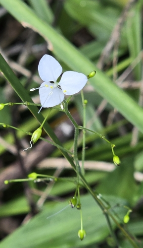 Aneilema acuminatum observed 2026-05-23