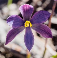 Thelymitra mackibbinii