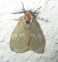 Palasea albimacula