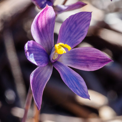 Thelymitra mackibbinii