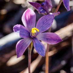 Thelymitra mackibbinii