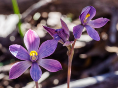 Thelymitra mackibbinii