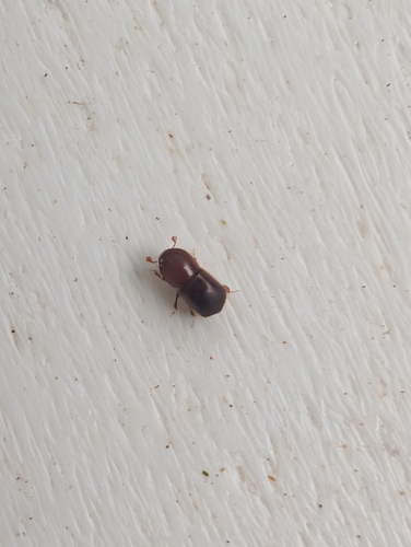 Xylosandrus crassiusculus, 2026-05-21