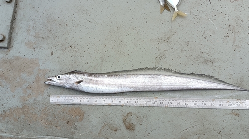 Savalai-haarstaartvis (Lepturacanthus savala) — Trichiuridae — 2