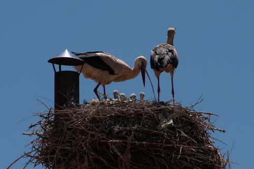 White Stork