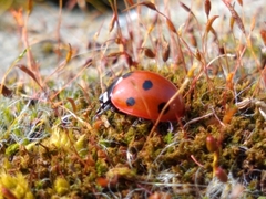 Coccinella septempunctata