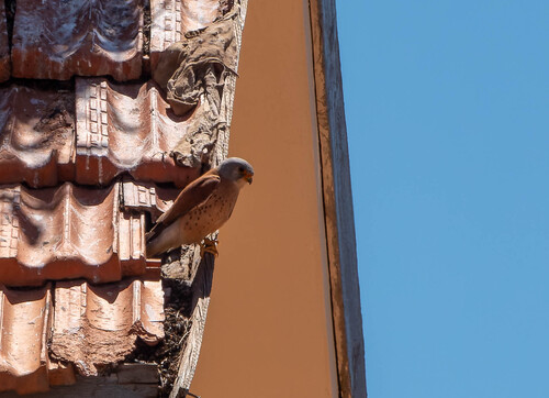 Lesser Kestrel