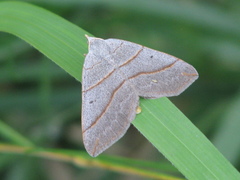 Scotopteryx