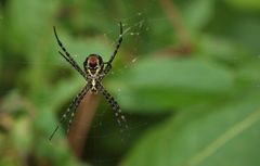 Argiope aemula