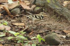 Dendronanthus indicus