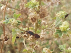 Scantius forsteri
