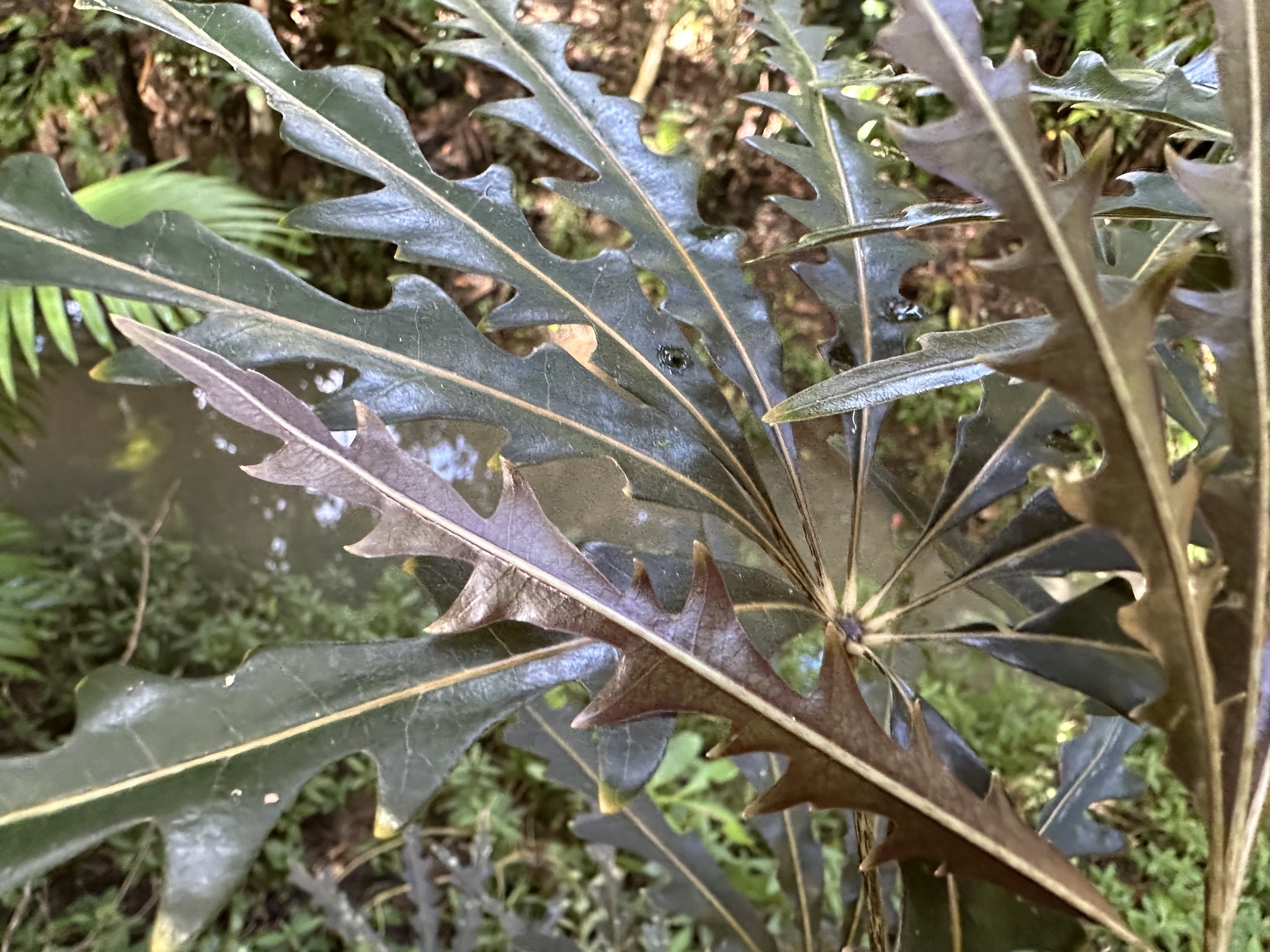 Imagem de Arália elegantíssima