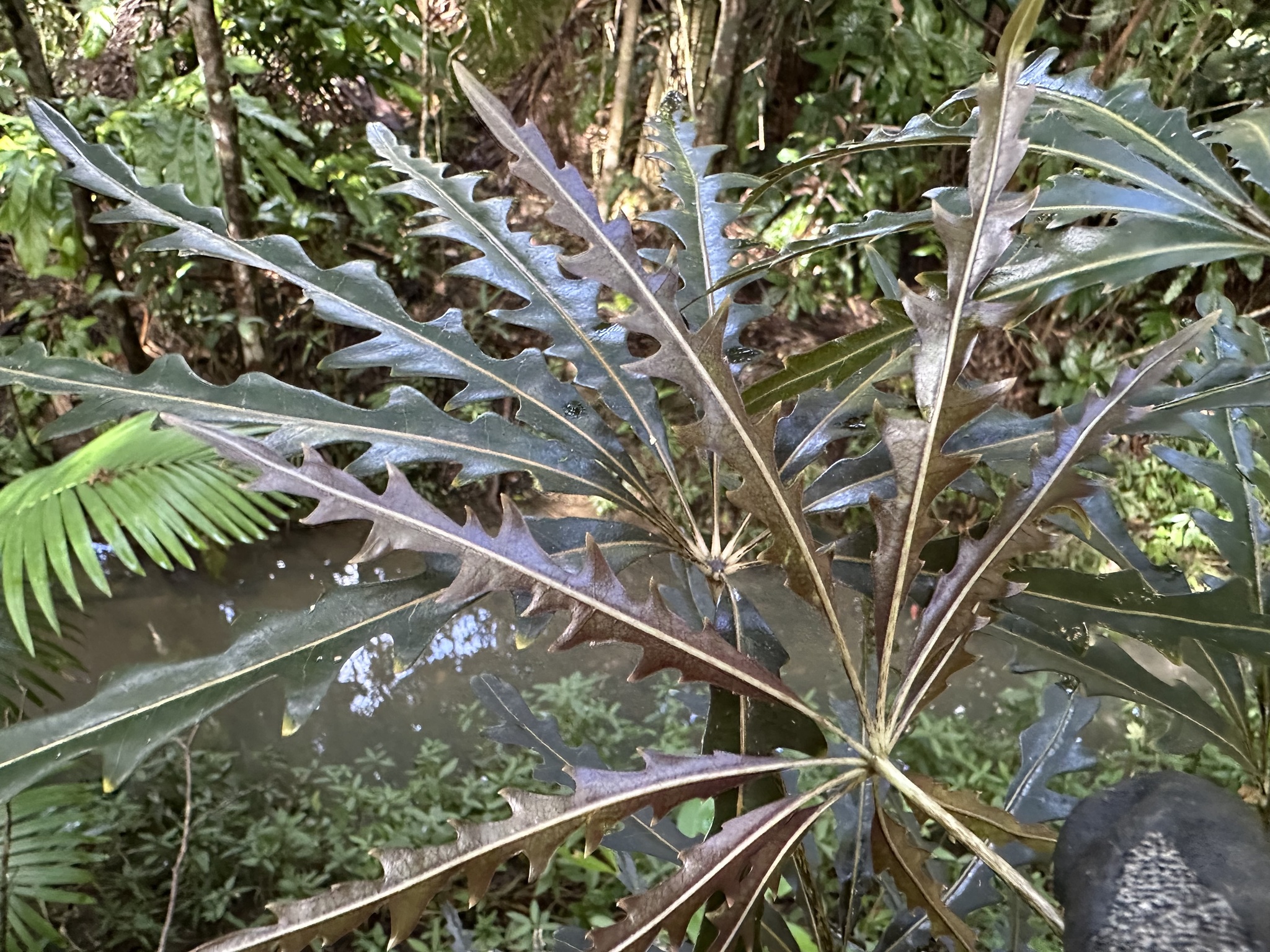 Imagem de Arália elegantíssima