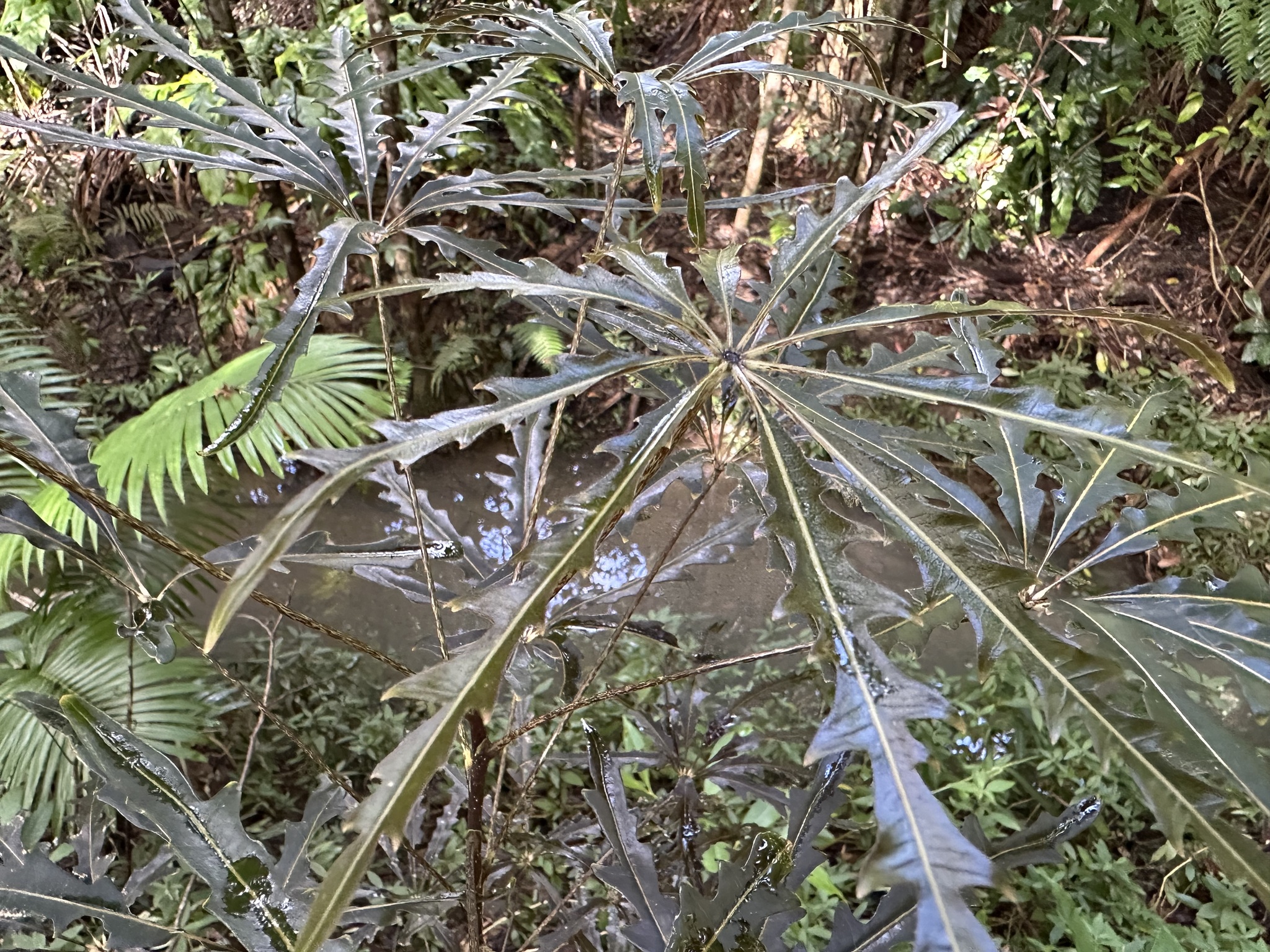 Imagem de Arália elegantíssima