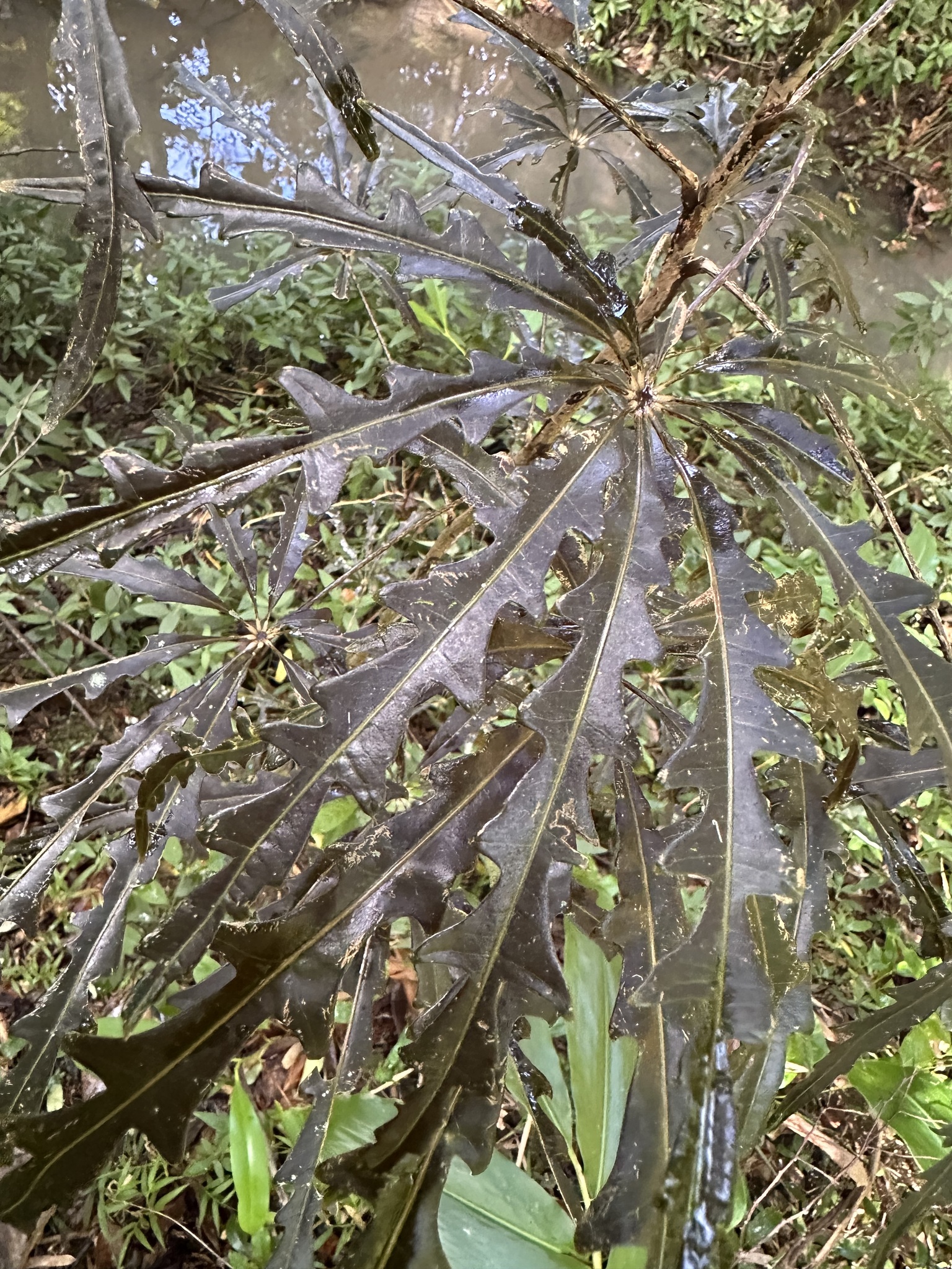 Imagem de Arália elegantíssima